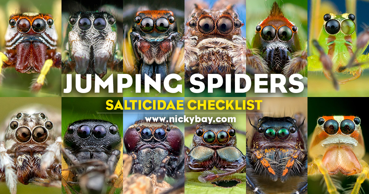 202008-checklist-salticidae-jumping-spiders.jpg