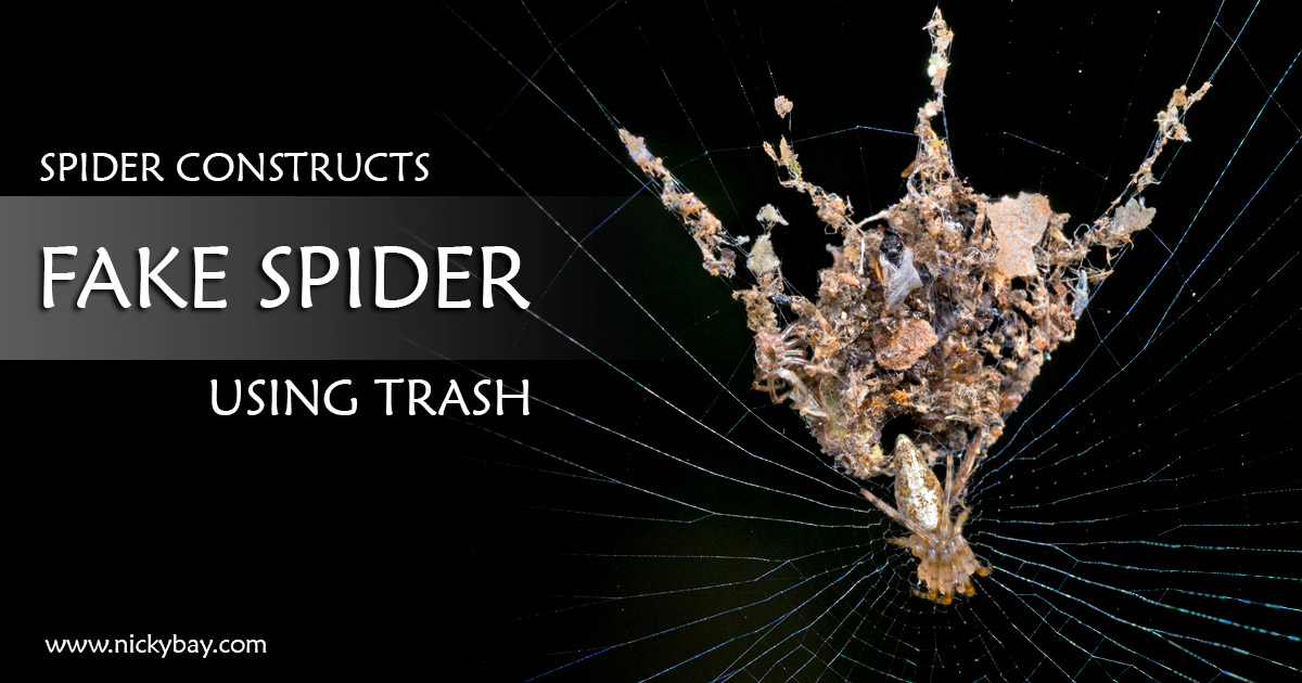 This Spider Makes Fake Spiders. But Why?