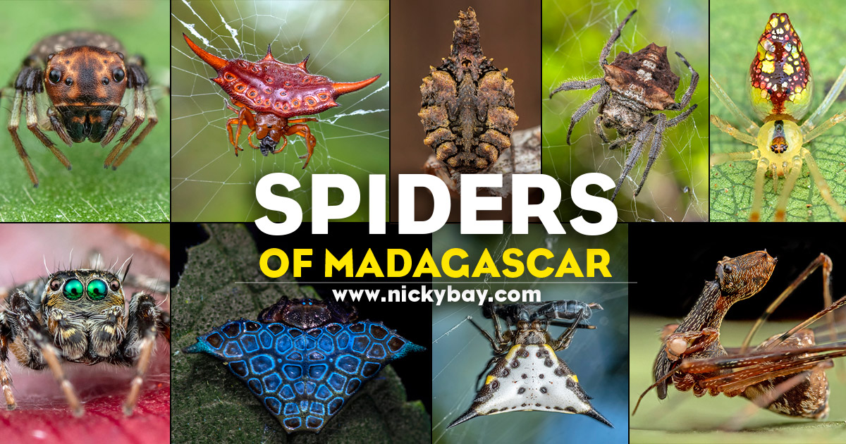 Spiders of Madagascar