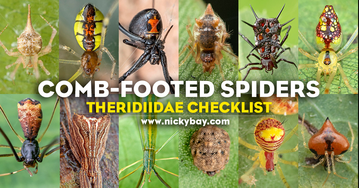 Theridiidae Checklist: Comb-Footed Spiders - Macro Photography by 