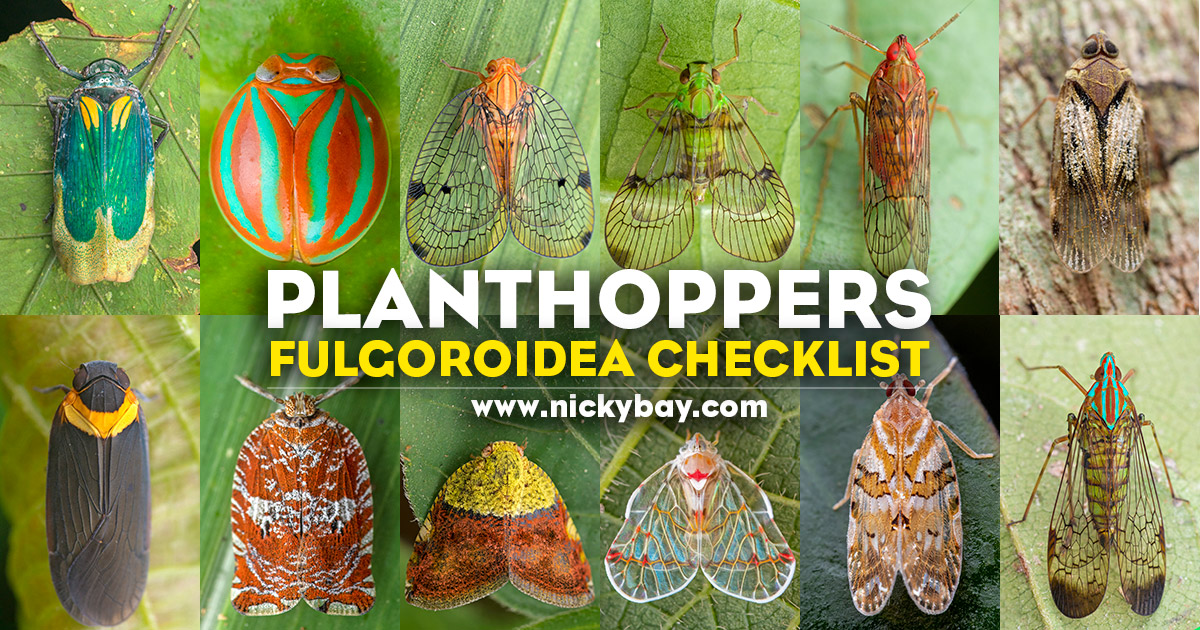 Planthopper deals