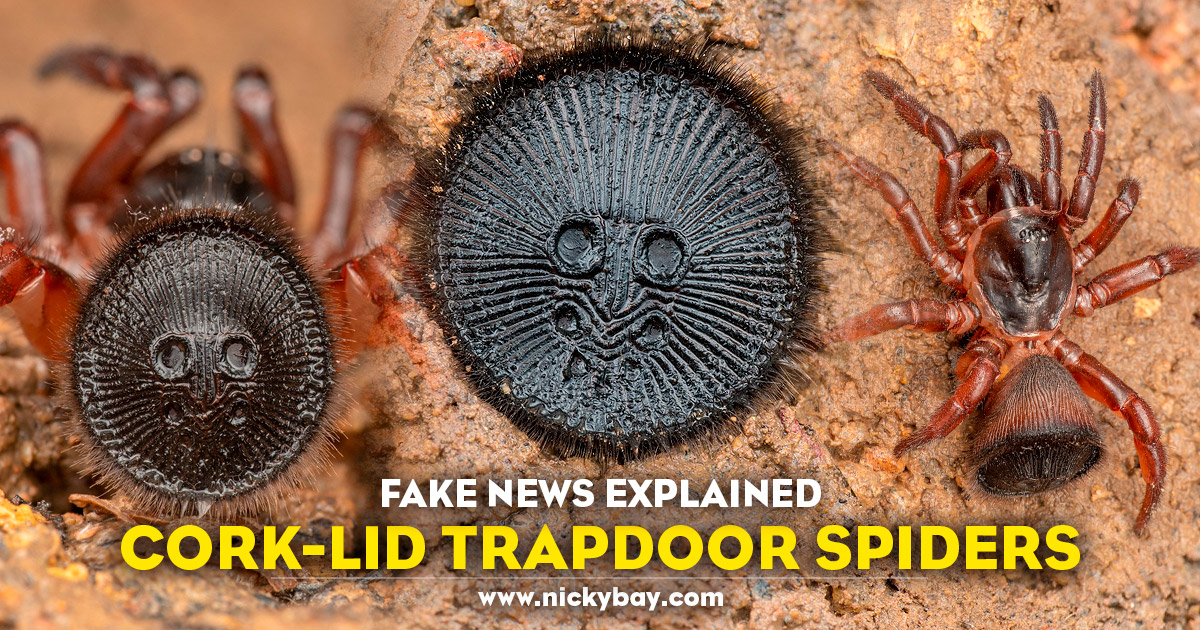 lol astronomi ventilator Fake News Explained: Cork-Lid Trapdoor Spiders - Macro Photography by Nicky  Bay