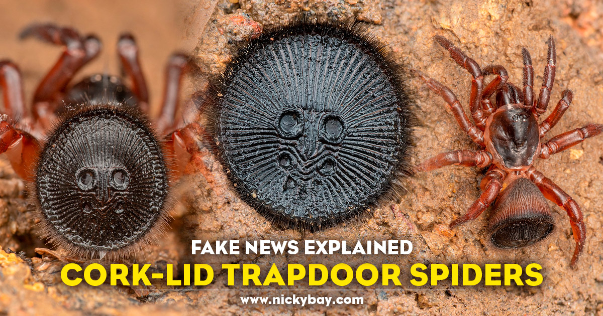 What Is A Trap Door Spider?