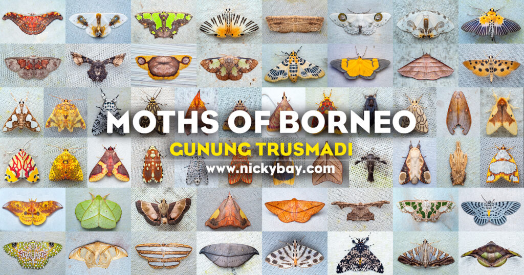 Moths of Borneo: Gunung Trusmadi